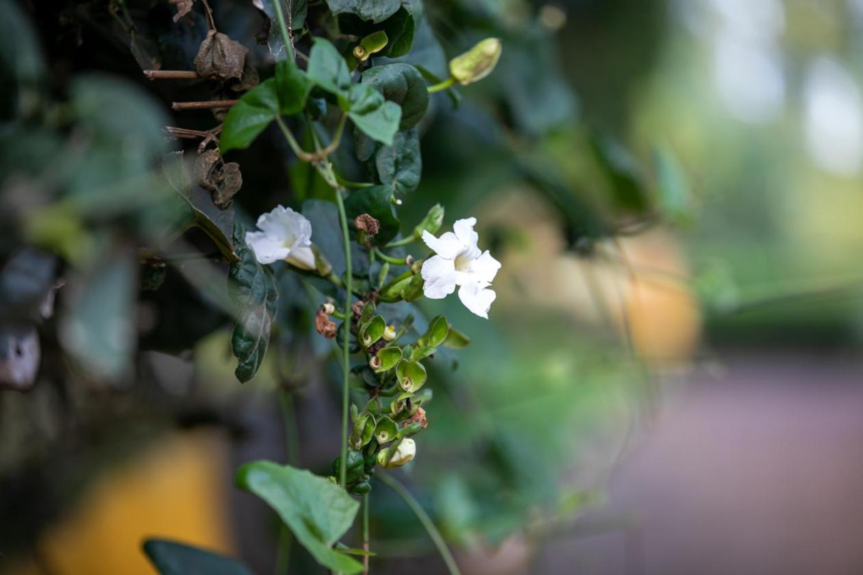 Gatimene Gardens Hotel Meru Εξωτερικό φωτογραφία